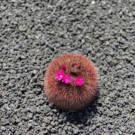 Casa Luna Apartamento Puerto del Carmen (Lanzarote)