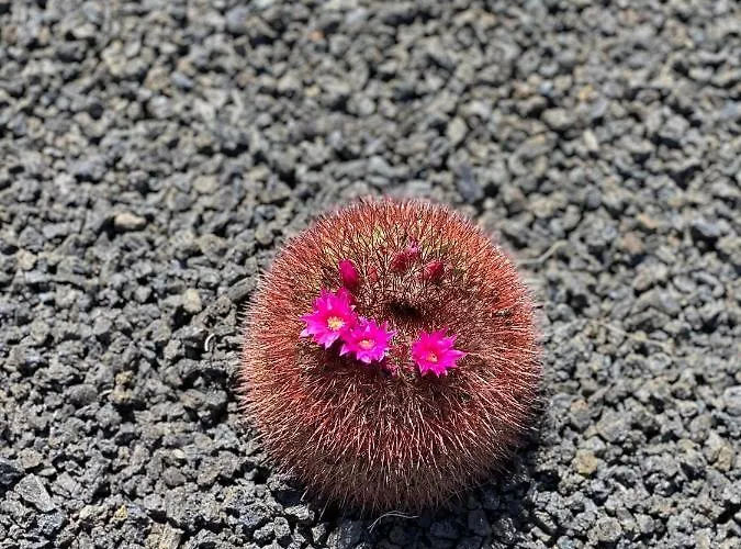 Casa Luna Апартаменты Пуэрто дель Кармен